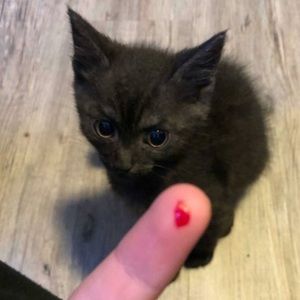 Meet your Posher, Meledy